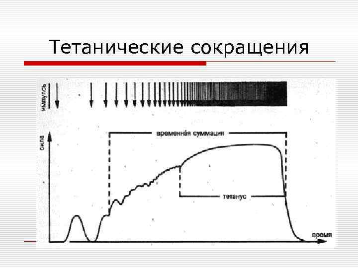 Тетанические сокращения 