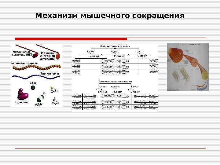 Механизм мышечного сокращения 