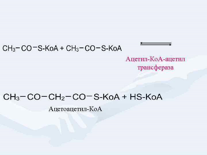 Ацетил-Ко. А-ацетил трансфераза Ацетоацетил-Ко. А 