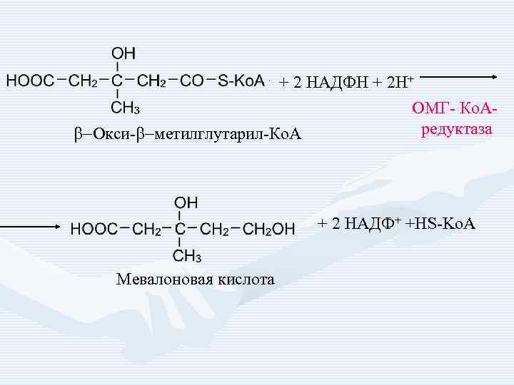 + 2 НАДФН + 2 Н+ b-Окси-b-метилглутарил-Ко. А ОМГ- Ко. Аредуктаза + 2 НАДФ+