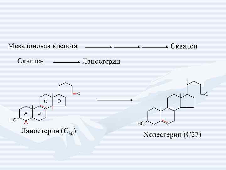 Мевалоновая кислота Сквален Ланостерин (С 30) Сквален Ланостерин Холестерин (С 27) 