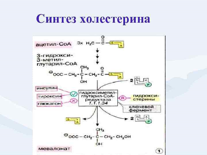 Синтез холестерина 