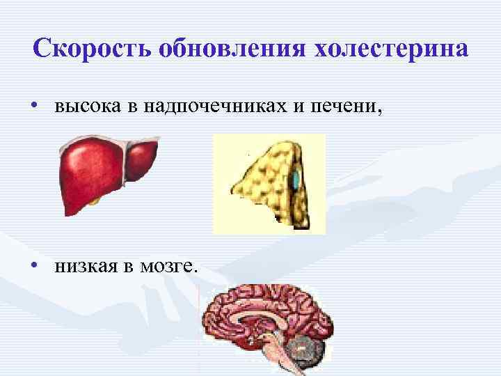 Скорость обновления холестерина • высока в надпочечниках и печени, • низкая в мозге. 