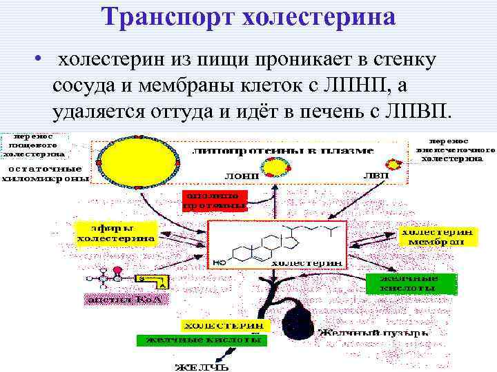 Транспорт холестерина • холестерин из пищи проникает в стенку сосуда и мембраны клеток с