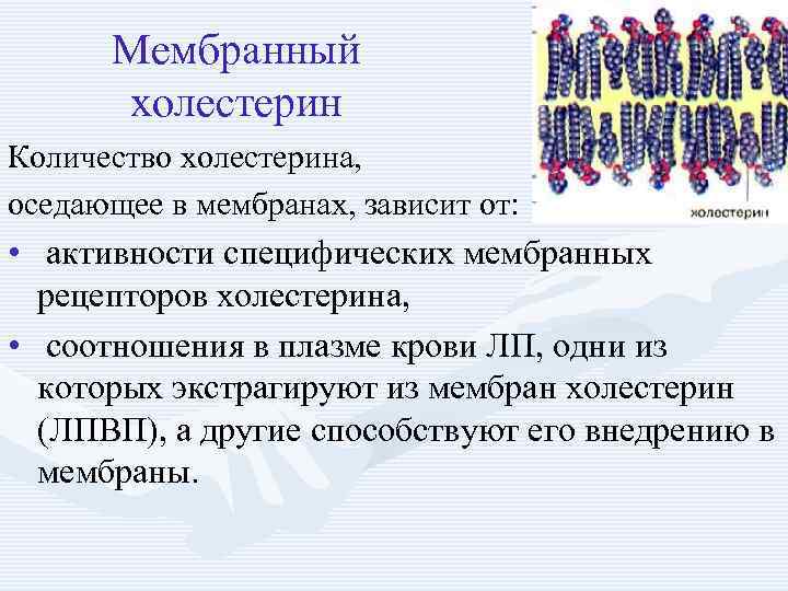 Мембранный холестерин Количество холестерина, оседающее в мембранах, зависит от: • активности специфических мембранных рецепторов