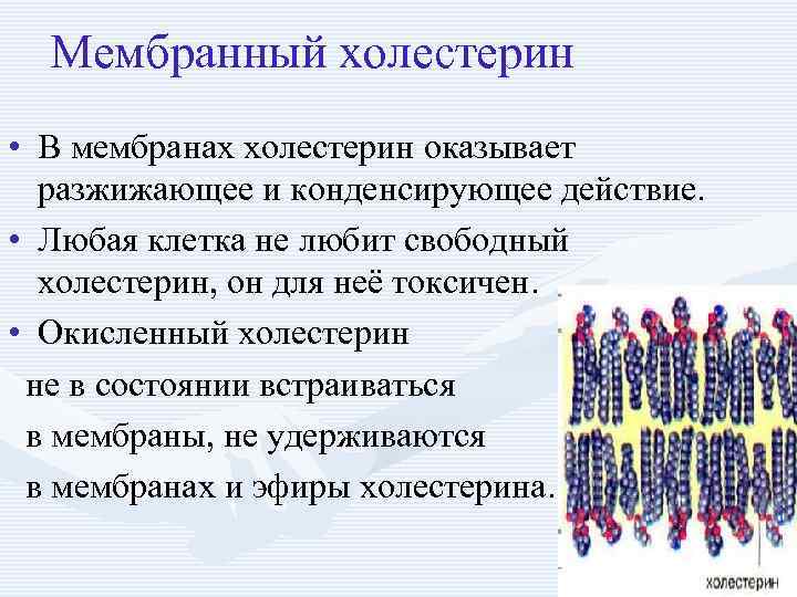 Мембранный холестерин • В мембранах холестерин оказывает разжижающее и конденсирующее действие. • Любая клетка