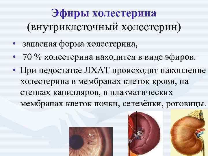 Эфиры холестерина (внутриклеточный холестерин) • запасная форма холестерина, • 70 % холестерина находится в