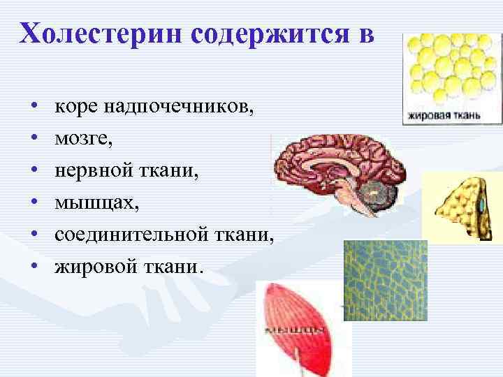 Холестерин содержится в • • • коре надпочечников, мозге, нервной ткани, мышцах, соединительной ткани,