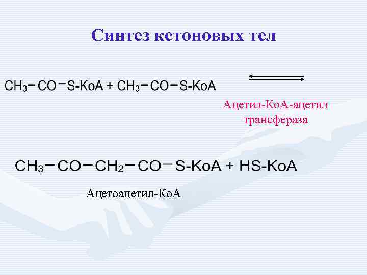 Синтез кетоновых тел Ацетил-Ко. А-ацетил трансфераза Ацетоацетил-Ко. А 