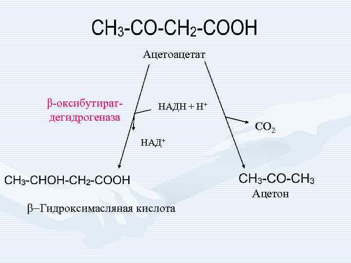 Ацетоацетат β-оксибутиратдегидрогеназа НАДН + Н+ СО 2 НАД+ Ацетон b-Гидроксимасляная кислота 