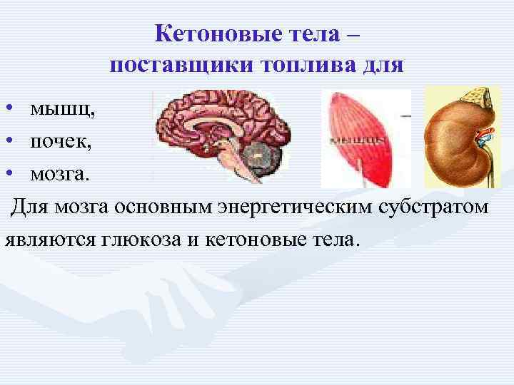 Кетоновые тела – поставщики топлива для • мышц, • почек, • мозга. Для мозга