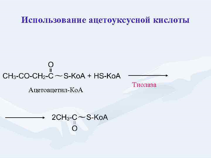 Использование ацетоуксусной кислоты Ацетоацетил-Ко. А Тиолаза 