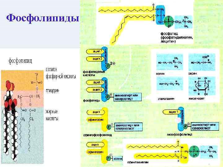 Фосфолипиды 