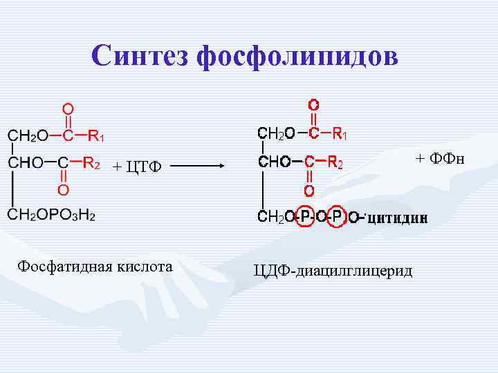 Синтез фосфолипидов + ФФн + ЦТФ Фосфатидная кислота ЦДФ-диацилглицерид 