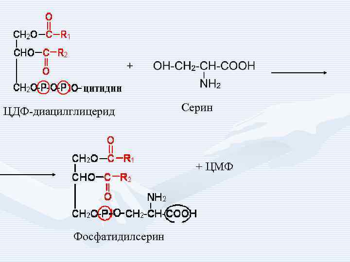 ЦДФ-диацилглицерид Серин + ЦМФ Фосфатидилсерин 