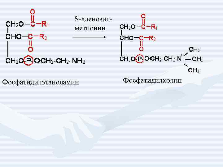 S-аденозилметионин Фосфатидилэтаноламин Фосфатидилхолин 