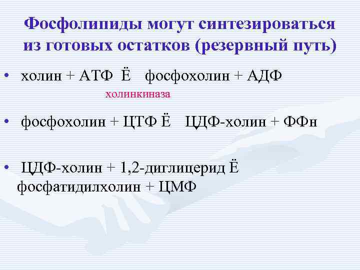 Фосфолипиды могут синтезироваться из готовых остатков (резервный путь) • холин + АТФ Ё фосфохолин