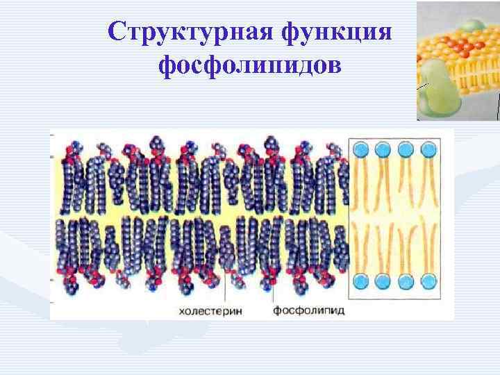 Структурная функция фосфолипидов 