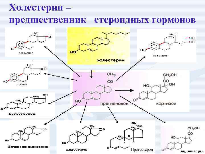 Холестерин – предшественник стероидных гормонов 