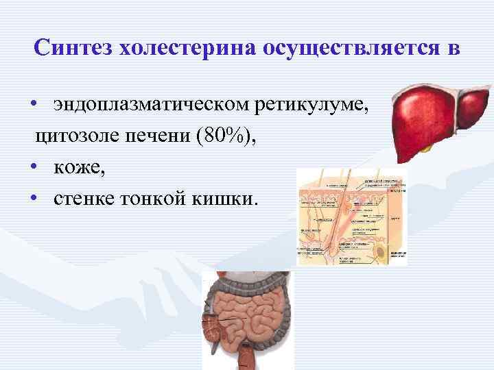 Синтез холестерина осуществляется в • эндоплазматическом ретикулуме, цитозоле печени (80%), • коже, • стенке