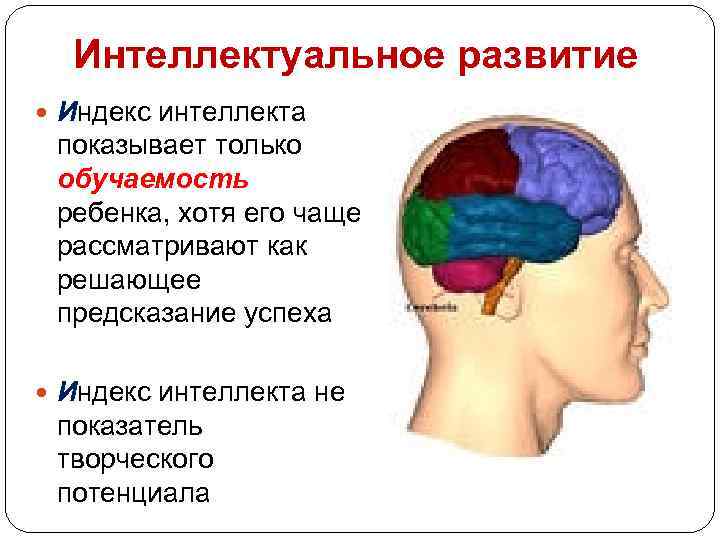 Интеллектуальное развитие Индекс интеллекта показывает только обучаемость ребенка, хотя его чаще рассматривают как решающее