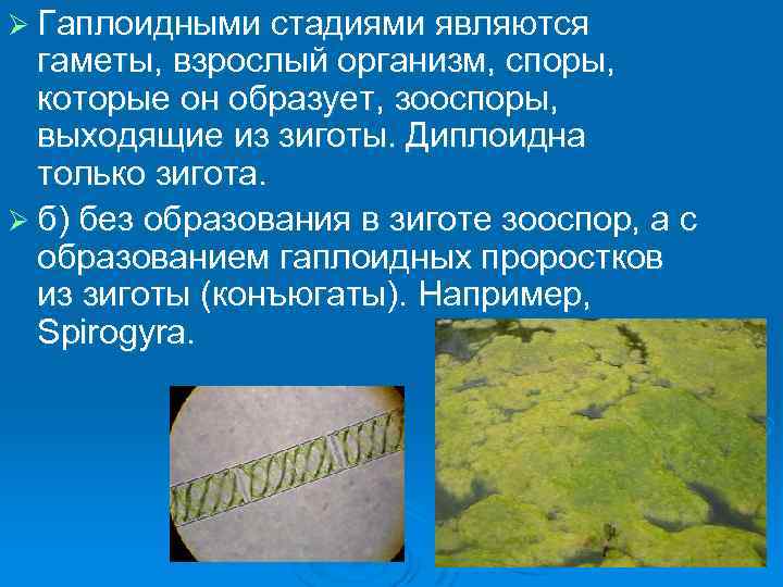 Ø Гаплоидными стадиями являются гаметы, взрослый организм, споры, которые он образует, зооспоры, выходящие из