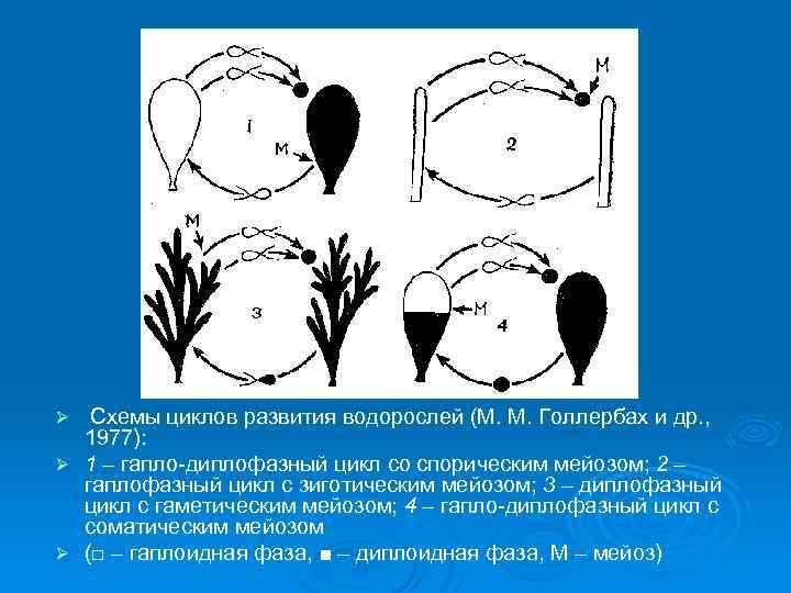  Схемы циклов развития водорослей (М. М. Голлербах и др. , 1977): Ø 1