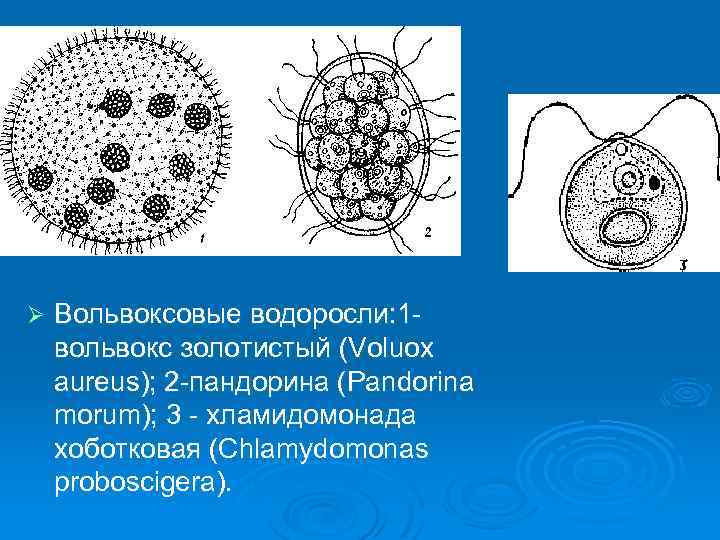 Вольвокс рисунок с подписями