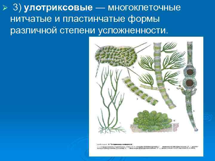 Ø 3) улотриксовые — многоклеточные нитчатые и пластинчатые формы различной степени усложненности. 