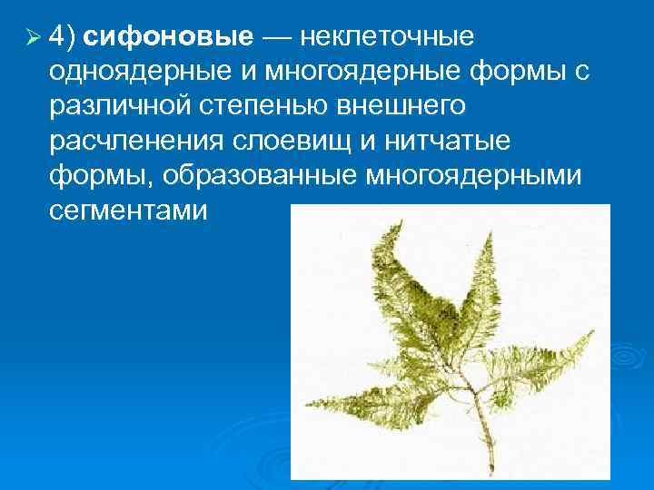 Ø 4) сифоновые — неклеточные одноядерные и многоядерные формы с различной степенью внешнего расчленения