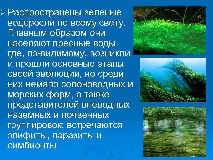 Ø Распространены зеленые водоросли по всему свету. Главным образом они населяют пресные воды, где,