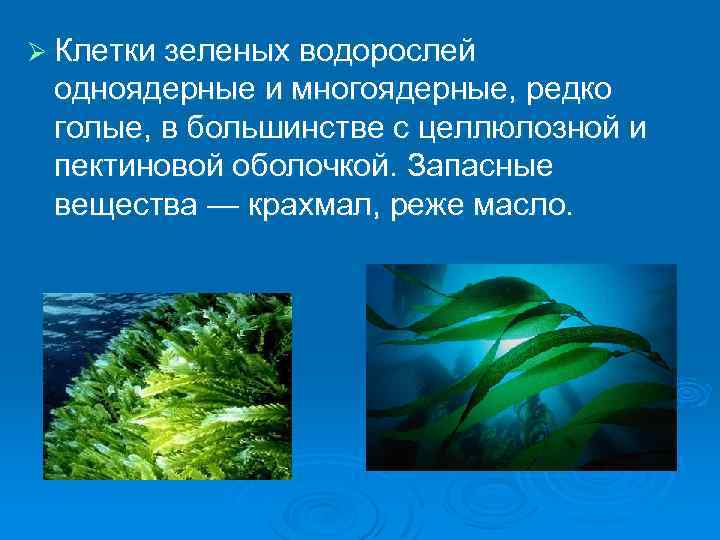 Сообщение про водоросли. Ламинария зеленая водоросль. Интересные факты о водорослях. Необычные факты о водорослях. Интересные факты о зеленых водорослях.
