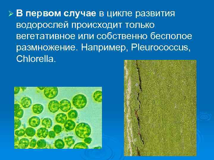 Ø В первом случае в цикле развития водорослей происходит только вегетативное или собственно бесполое