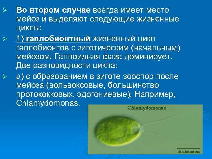 Ø Ø Ø Во втором случае всегда имеет место мейоз и выделяют следующие жизненные