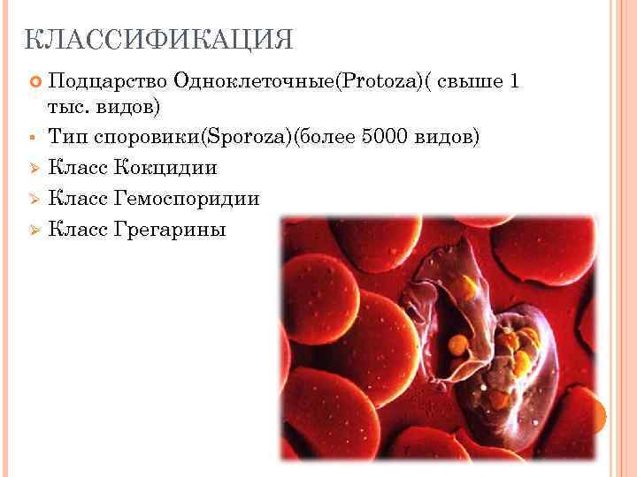 КЛАССИФИКАЦИЯ § Ø Ø Ø Подцарство Одноклеточные(Protoza)( свыше 1 тыс. видов) Тип споровики(Sporoza)(более 5000