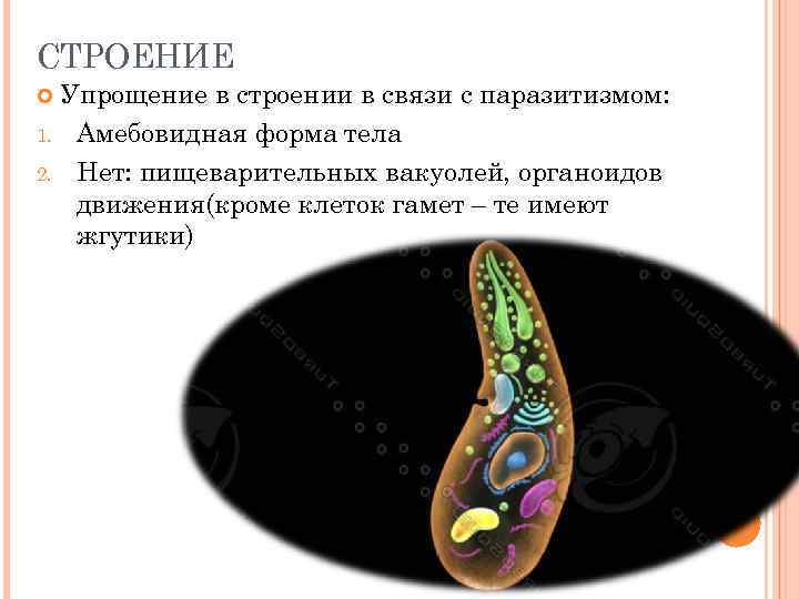 СТРОЕНИЕ Упрощение в строении в связи с паразитизмом: 1. Амебовидная форма тела 2. Нет: