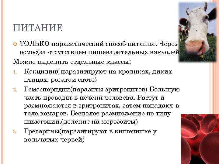 ПИТАНИЕ ТОЛЬКО паразитический способ питания. Через осмос(за отсутствием пищеварительных вакуолей) Можно выделить отдельные классы: