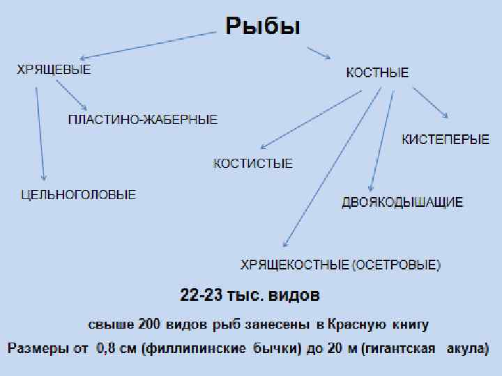 Костные рыбы таблица