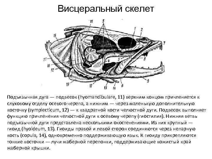 Висцеральный скелет Подъязычная дуга — подвесок (hyomandibulare, 11) верхним концом причленяется к слуховому отделу