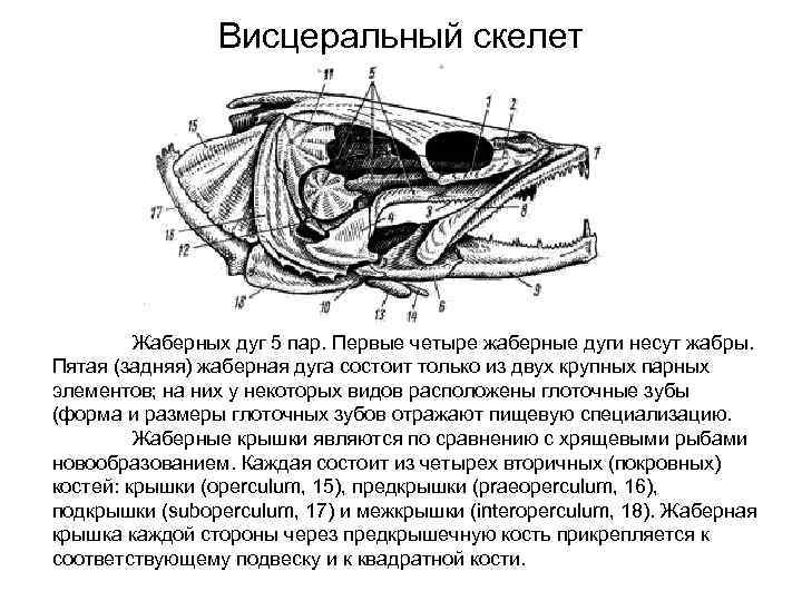 Из каких состоит скелет головы рыбы