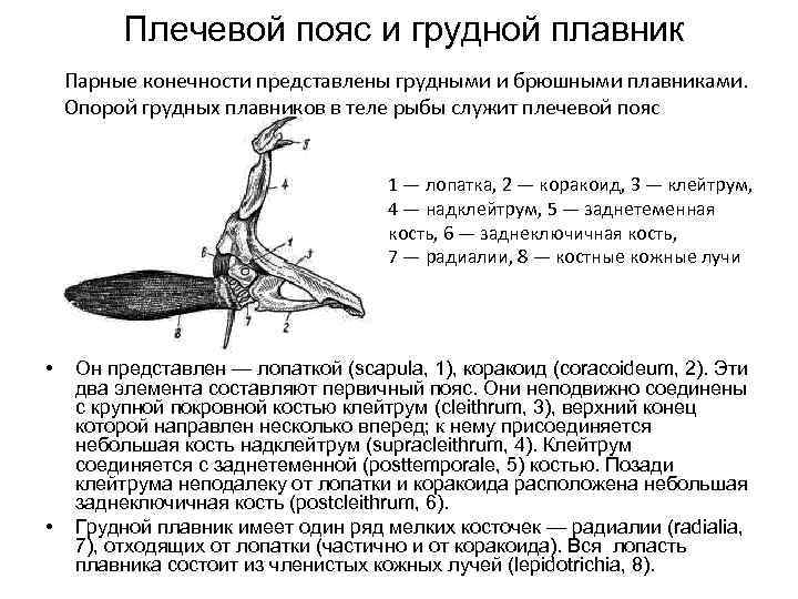 Плечевой пояс и грудной плавник Парные конечности представлены грудными и брюшными плавниками. Опорой грудных