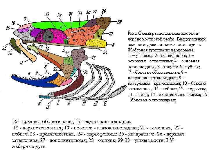 Схема скелета головы костной рыбы