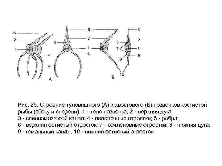 Строение 25