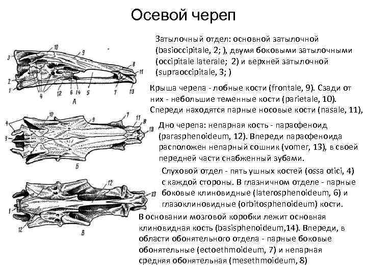 Схема строения черепа костистой рыбы