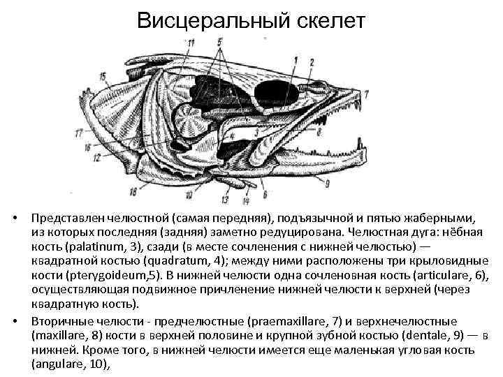 Схема скелета головы костной рыбы