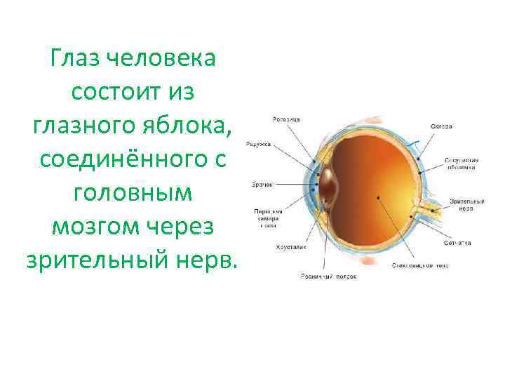 Глаз человека состоит из глазного яблока, соединённого с головным мозгом через зрительный нерв. 