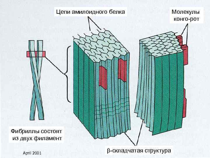 Цепи амилоидного белка Фибриллы состоят из двух филамент April 2001 -складчатая структура Молекулы конго-рот