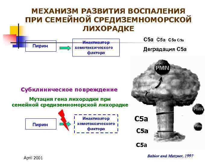 МЕХАНИЗМ РАЗВИТИЯ ВОСПАЛЕНИЯ ПРИ СЕМЕЙНОЙ СРЕДИЗЕМНОМОРСКОЙ ЛИХОРАДКЕ Пирин Инактиватор хемотаксического фактора С 5 а