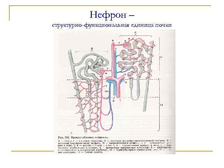 Какая структурная единица почки изображена на рисунке что обозначено цифрой 3