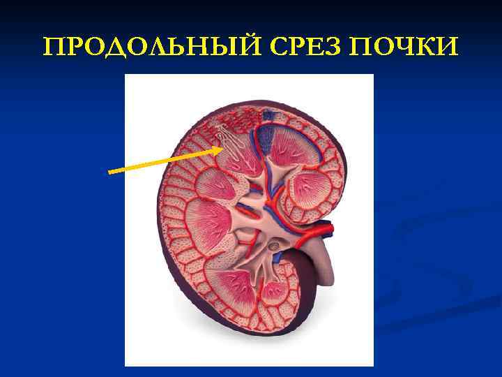 Физиология почки презентация